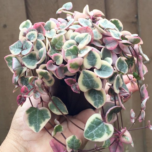 Accents Variegated String Of Hearts Live Plant Poshmark